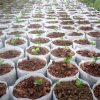 Lookgrow tasakok palántáknak