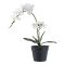Orchidea műnövény, zöld/fehér 49 cm