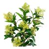 Skimmia fa műnövény, zöld 75 cm