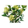 Skimmia fa műnövény, zöld 75 cm